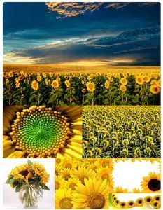 Sunflowers
