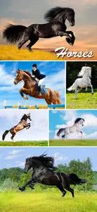 Stock Photo - Horses