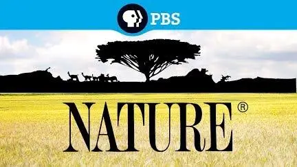 PBS - Nature: Born in the Rockies First Steps (2021)