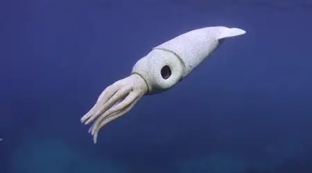 BBC - Dolphins: Spy in the Pod (2014) 