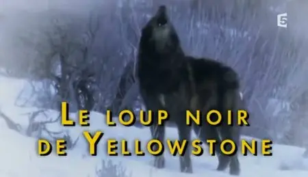 (Fr5) Le loup noir de Yellowstone (2011)