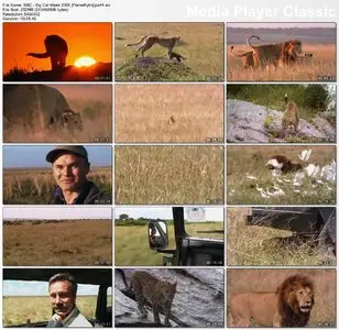 BBC: Big Cat Week (2006)