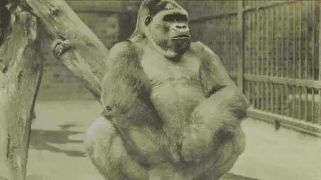 BBC Time Shift - A Day at the Zoo (2013)