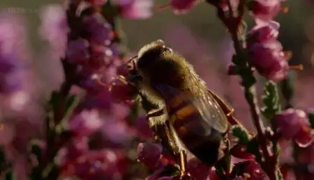 BBC Natural World - Wye: Voices from the Valley (2007)