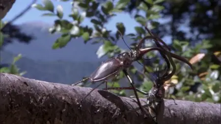 BBC - Life (6 of 10) Insects (2009)