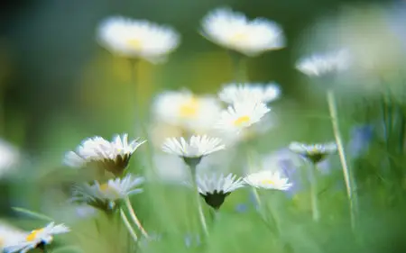 Beautiful flowers