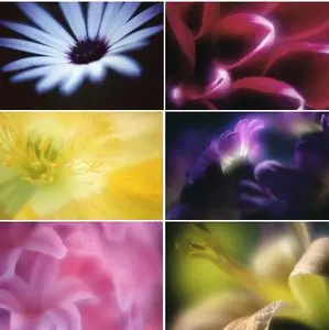 Sensual Flower Background - Photostock