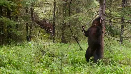 BBC - Planet Earth II: A World of Wonder (2016)