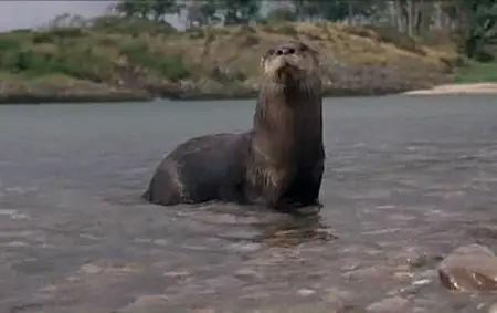 Ring of bright water (1969)