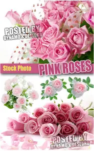 Pink Roses - UHQ Stock Photo
