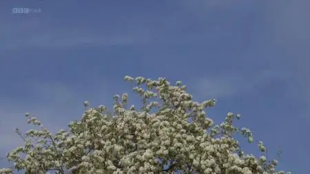 BBC - A Year in an English Garden: Flicker and Pulse (2017)