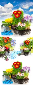 Stock Photo - Spring Flowers 4