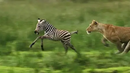 BBC - Planet Earth Live (Series 2) (2012)