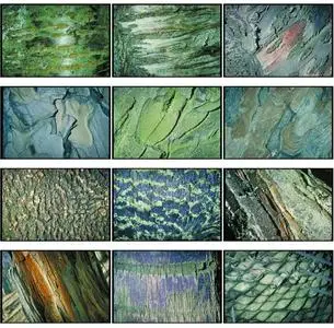 Corel Professional Photos - Bark Textures