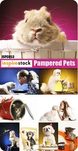 Pampered Pets