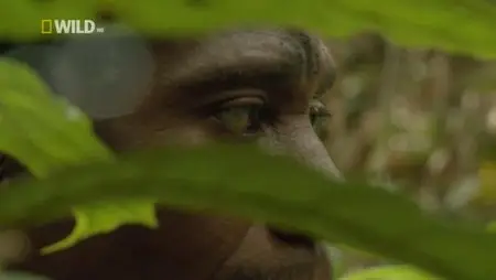 National Geographic Wild - Hunters of The Lost World: Sharp Teeth Nomads (2012)