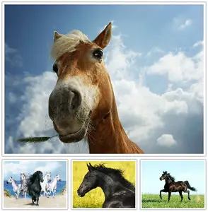 Horse Wallpapers Collection