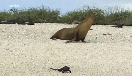 (Arte) La bataille des Galápagos (2012)