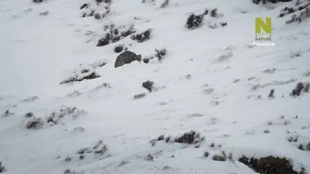 Snow Leopards And Friends (2021)