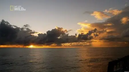National Geographic - Lost Sharks Of Easter Island (2012)