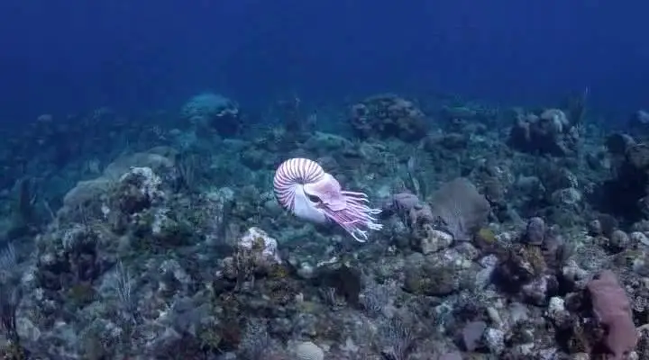 BBC - Dolphins: Spy in the Pod (2014) 