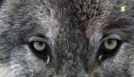 (Fr5) Le loup noir de Yellowstone (2011)