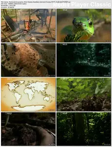 National Geographic - Wild World's Deadliest Animals: Forests (2010)