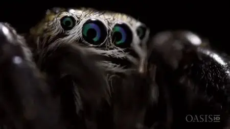Arte - Super Spider (2012)