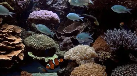 Marine Aquarium (2008)