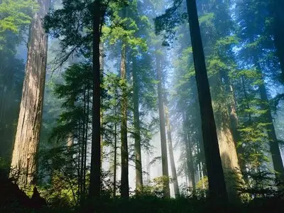 Nature wallpapers with trees