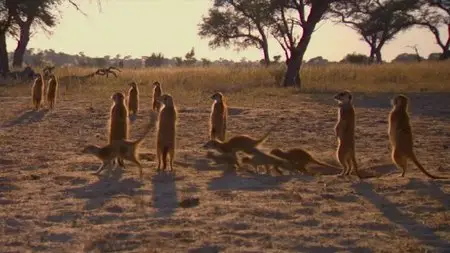 BBC - Planet Earth Live (Series 2) (2012)