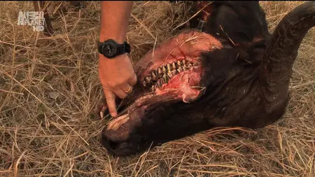 Karina - Wild on Safari - S01E06