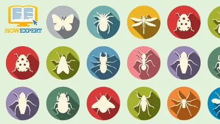 Howexpert Guide To Insects