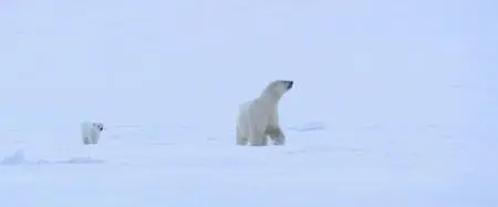 Polar Bear (2022)