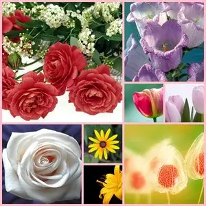 Flower Wallpapers PJ