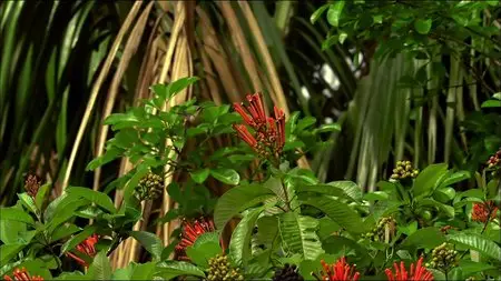 Mythos Amazonas/Amazon Alive (2010)