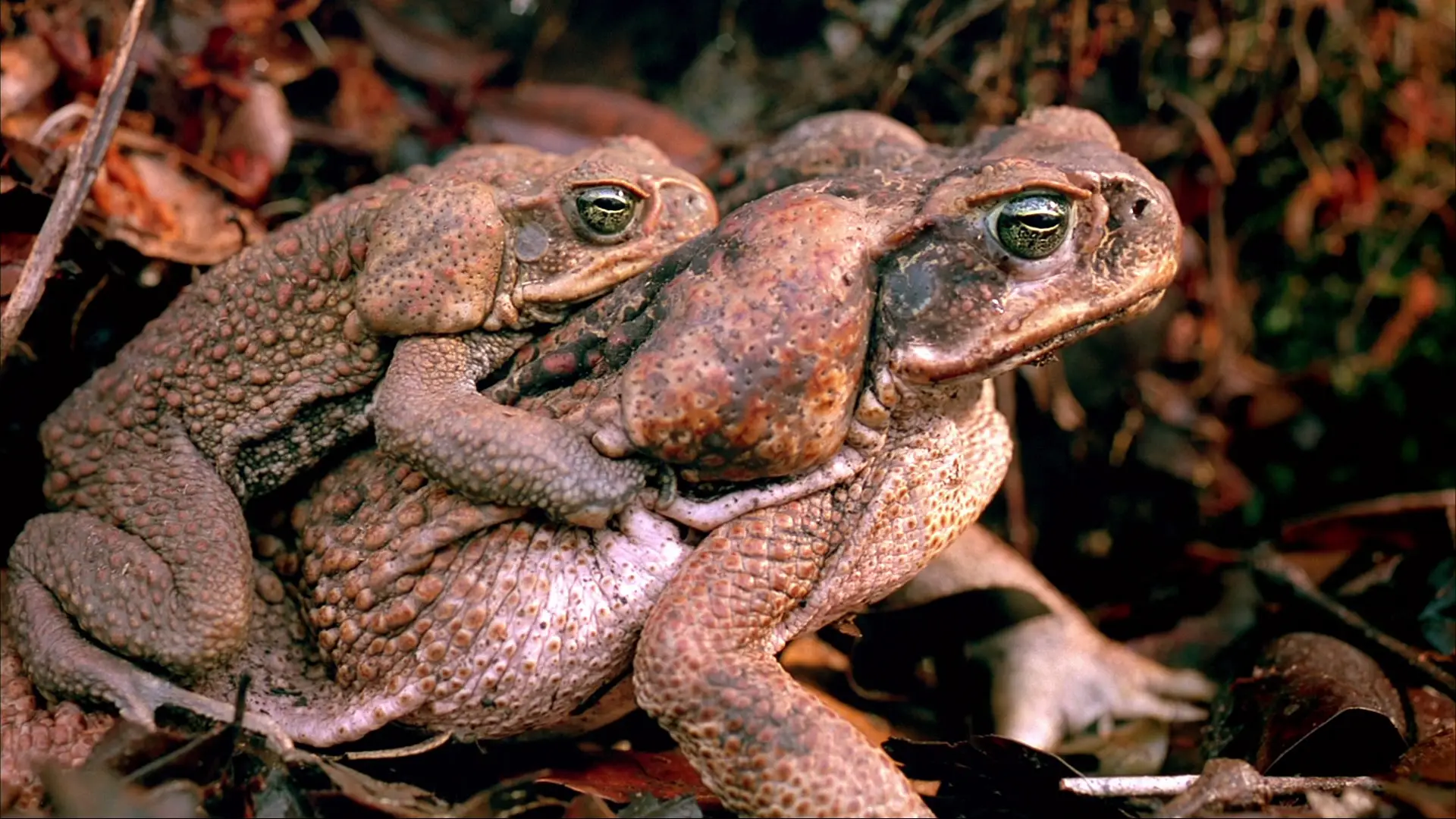 IMAX – Amazon 1080p