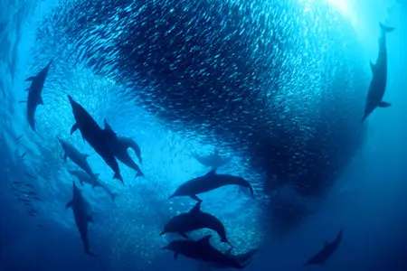 BBC Nature's Great Events - HD series