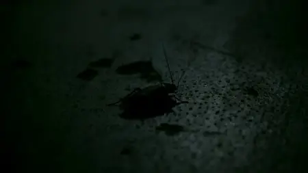 Redd Inc. (2012)