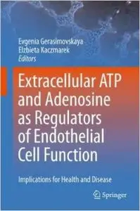 Extracellular ATP and adenosine as regulators of endothelial cell function by Evgenia Gerasimovskaya [Repost]