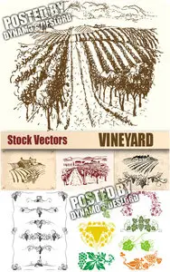 Vineyard - Stock Vectors