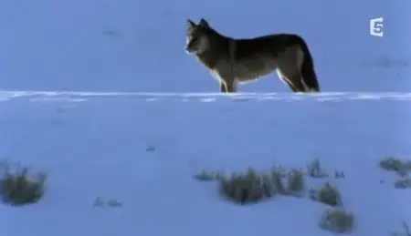 (Fr5) Le loup noir de Yellowstone (2011)