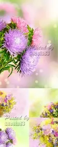 Stock Photo - Spring Flowers Cards 3