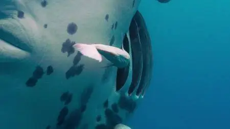 Blue Planet II S01E03