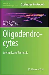 Oligodendrocytes: Methods and Protocols