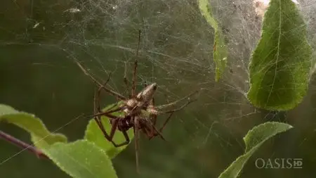 Arte - Super Spider (2012)
