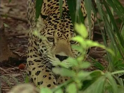 BBC - Spirits of the Jaguar (1996)