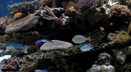 Marine Aquarium (2008)