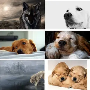 Wallpapers Dogs. Set 7
