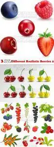 Vectors - Different Realistic Berries 2